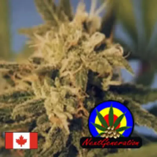 BC Big Bang Regular Cannabis Seeds | Next Generation Seeds
