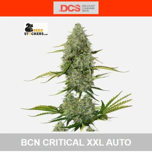 BCN Critical XXL Auto Feminised Cannabis Seeds | Seed Stockers