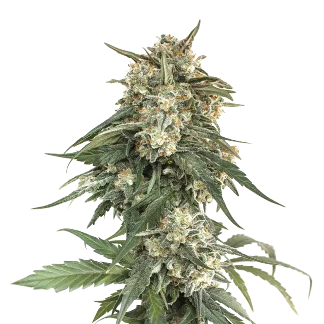 BCN Critical XXL Fast Feminised Cannabis Seeds | Seed Stockers