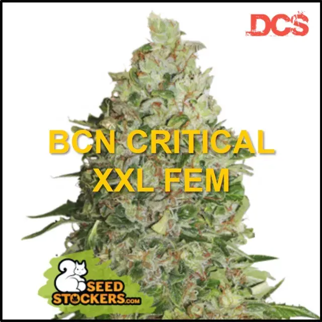 BCN Critical XXL Feminised Cannabis Seeds | Seed Stockers