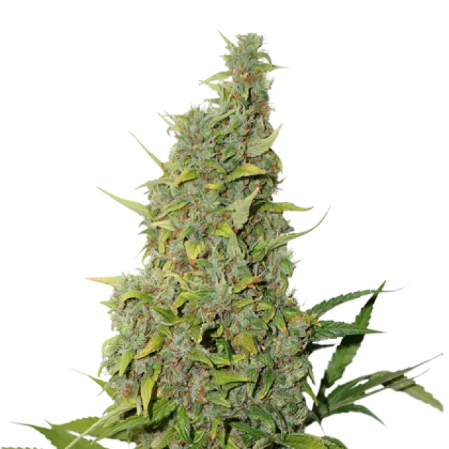 BCN Power Plant Auto Feminised Cannabis Seeds | Seed Stockers
