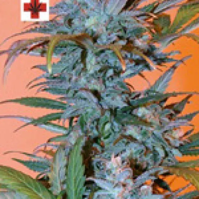 BC Golden Skunk Feminised Cannabis Seeds | Next Generation Seeds