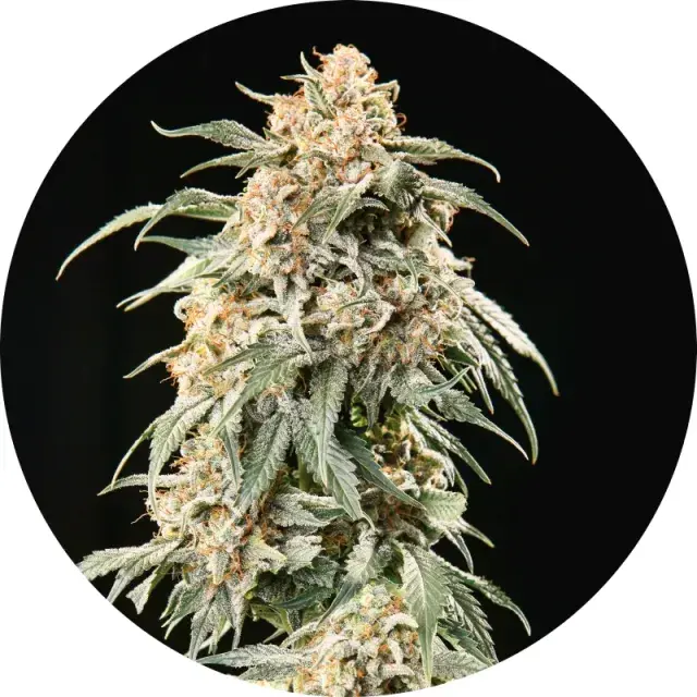 Big Auto Tao Regular Cannabis Seeds