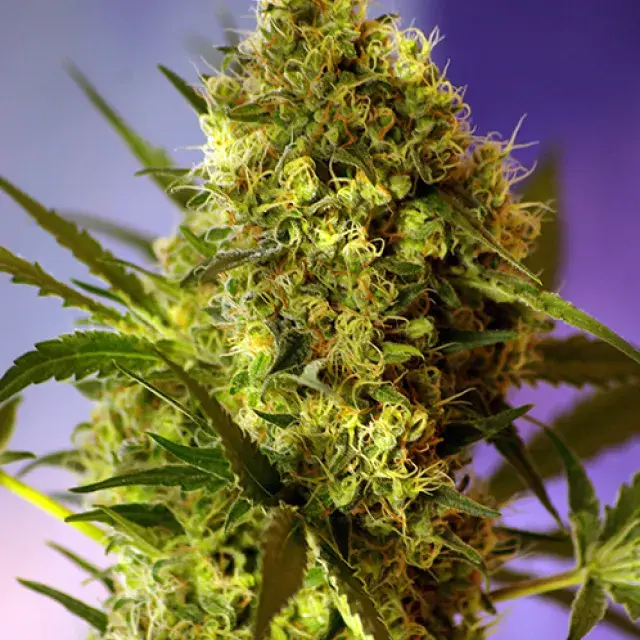 Big Devil Auto Feminised Cannabis Seeds | Sweet Seeds