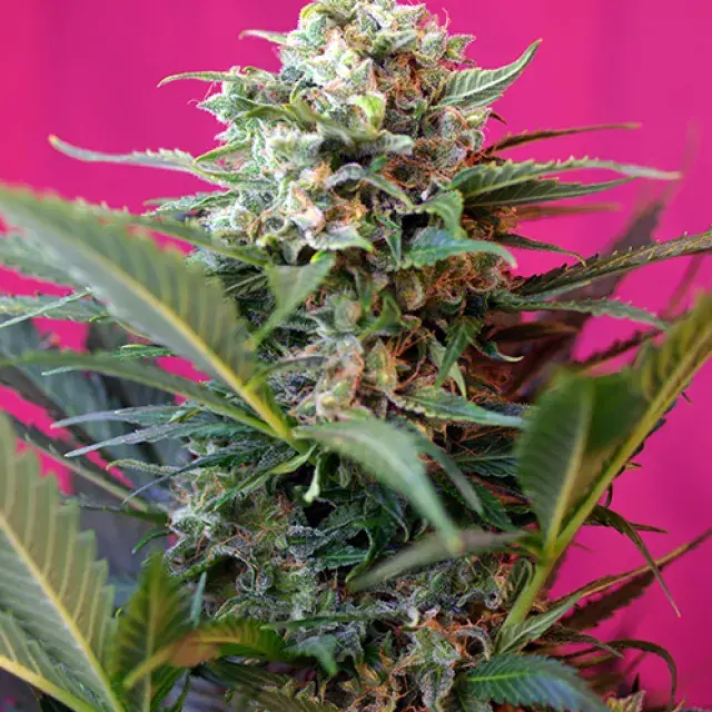 Big Devil XL Auto Feminised Cannabis Seeds | Sweet Seeds