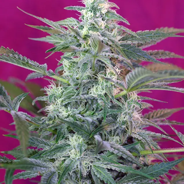 Big Foot Feminised Cannabis Seeds | Sweet Seeds