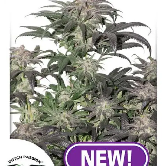 Bubba Kush Island Feminised Cannabis Seeds | Dutch Passion 