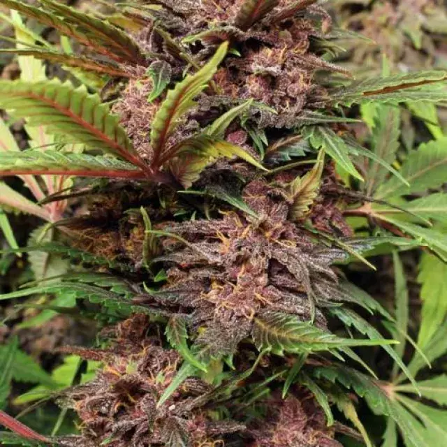 Black Haze Auto Feminised Cannabis Seeds