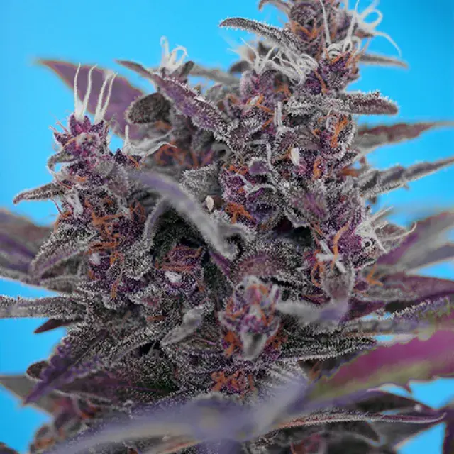 Auto Black Cream Feminised Cannabis Seeds | Sweet Seeds