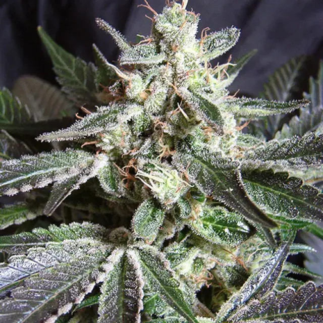 Black Jack Feminised Cannabis Seeds | Sweet Seeds