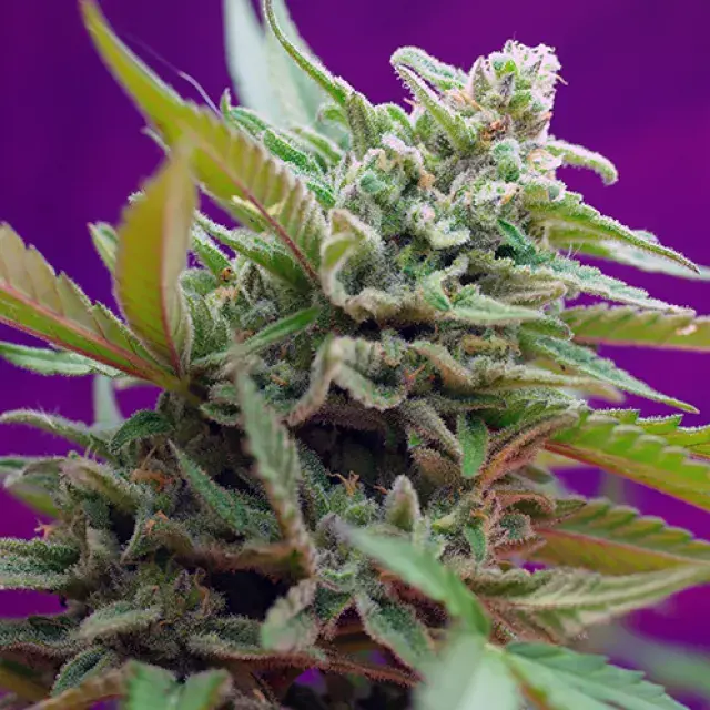 Black Jack Automatic Feminised Cannabis Seeds | Sweet Seeds