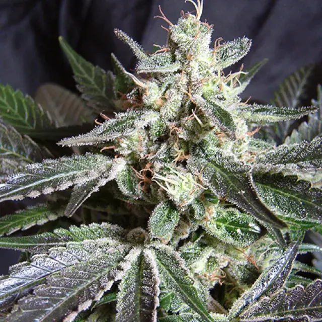 Black Jack Fast V Feminised Cannabis Seeds | Sweet Seeds