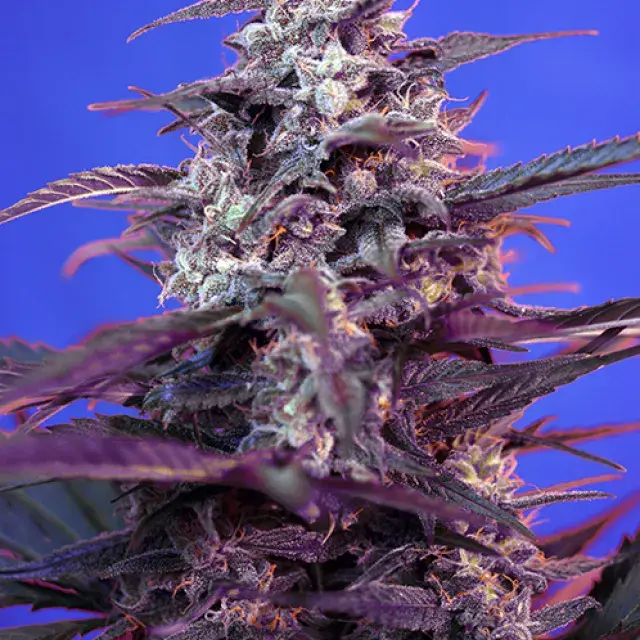 Auto Bloody Skunk Feminised Cannabis Seeds | Sweet Seeds