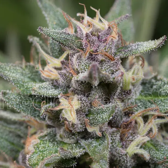 Bluehell Auto Feminised Cannabis Seeds | Medical Seeds