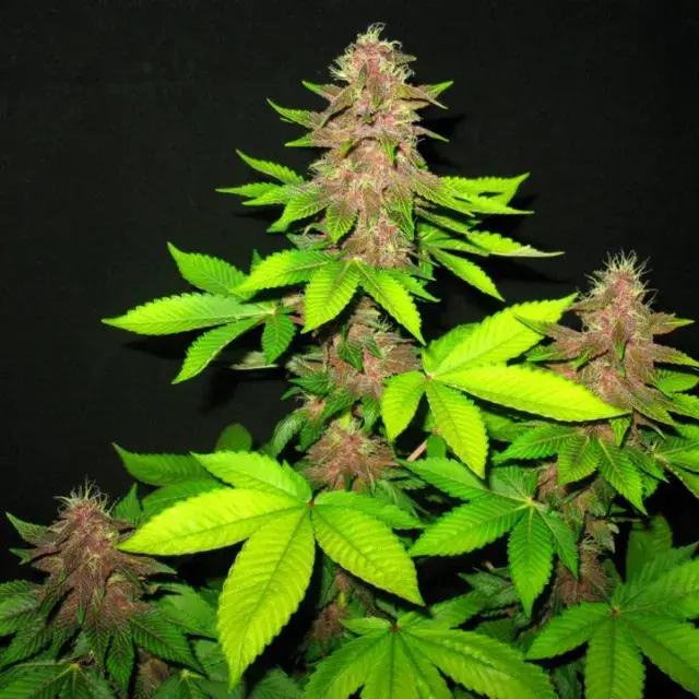 Sick Meds Bizarre Feminised Cannabis Seeds