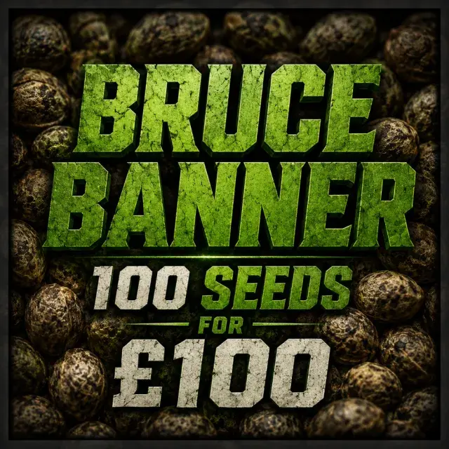 Bruce Banner Feminised Cannabis Seeds | 100 Bulk Seeds