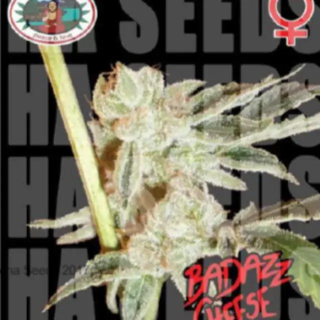 Badazz Cheese Feminised Cannabis Seeds | Big Buddha Seeds 