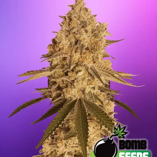Baked Bomb Feminised Cannabis Seeds | Bomb Seeds 