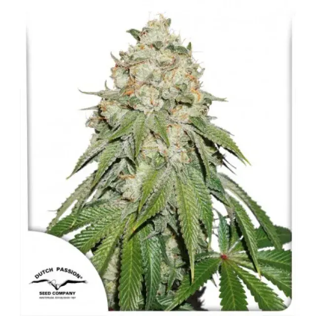 Banana Blaze Feminised Cannabis Seeds | Dutch Passion 