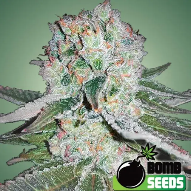 Banana Bomb Feminised Cannabis Seeds | Bomb Seeds 