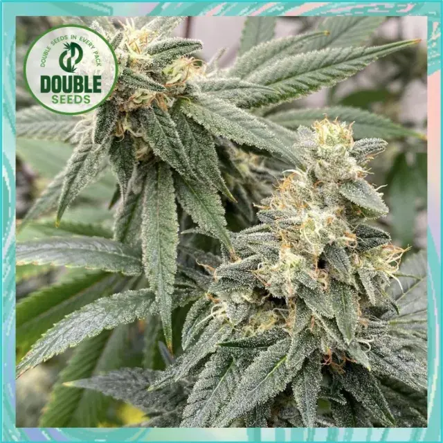Banana Glue Cannabis Seeds - Double Seeds.