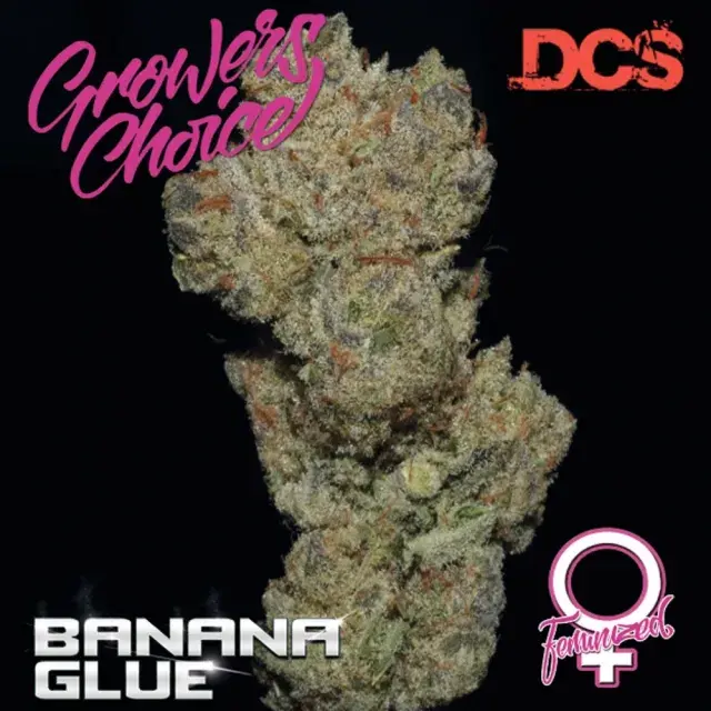 Banana Glue Feminised Cannabis Seeds - Growers Choice