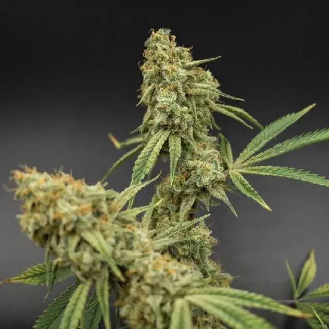 Banana Jack Regular Cannabis Seeds | TGA Seeds 