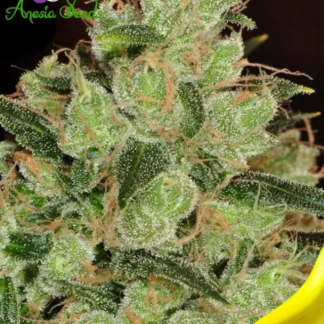 Banana Kush Feminised Cannabis Seeds - Anesia Seeds