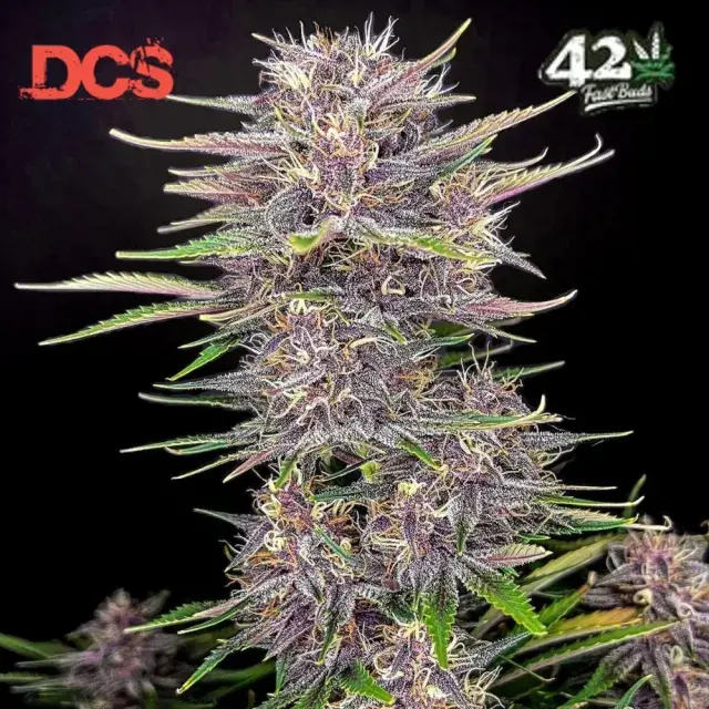 Banana Purple Punch Auto Feminised Cannabis Seeds | Fast Buds	