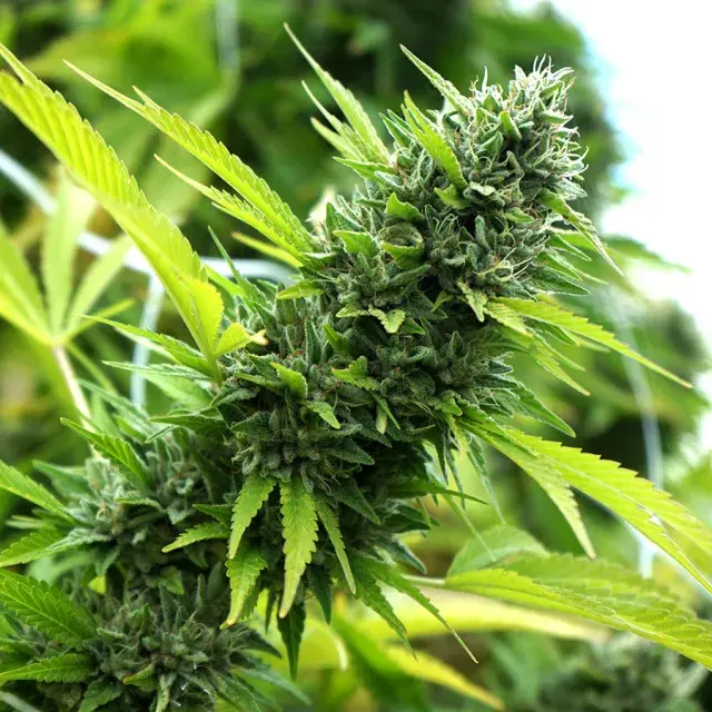 Banana Sapphire Feminised Cannabis Seeds | Humboldt Seeds Organisation