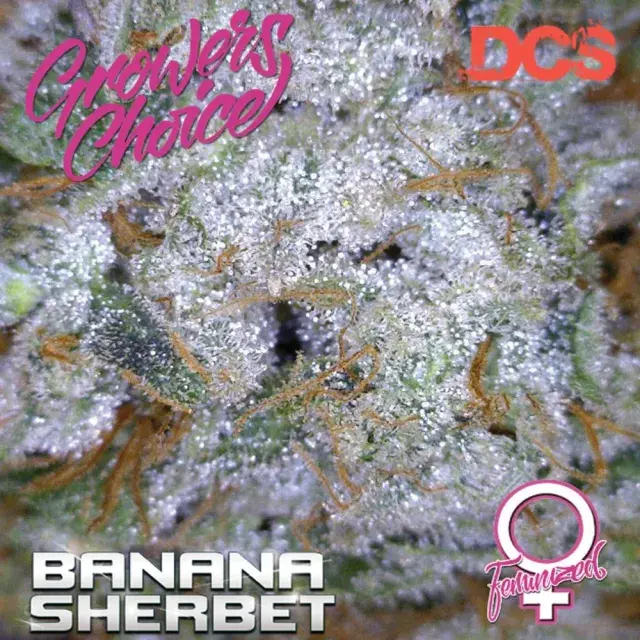 Banana Sherbet Feminised Cannabis Seeds - Growers Choice