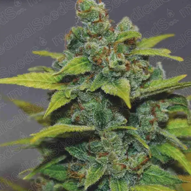 Banana Zkittlez Feminised Cannabis Seeds | Medical Seeds
