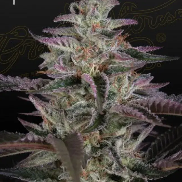Banana Krumble Feminised Cannabis Seeds | Green House Seeds