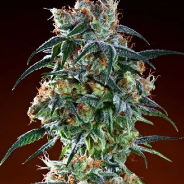 Bay 11 Regular Cannabis Seeds | Grand Daddy Purp