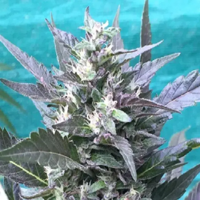 Bay Lotus Regular Cannabis Seeds | Grand Daddy Purp