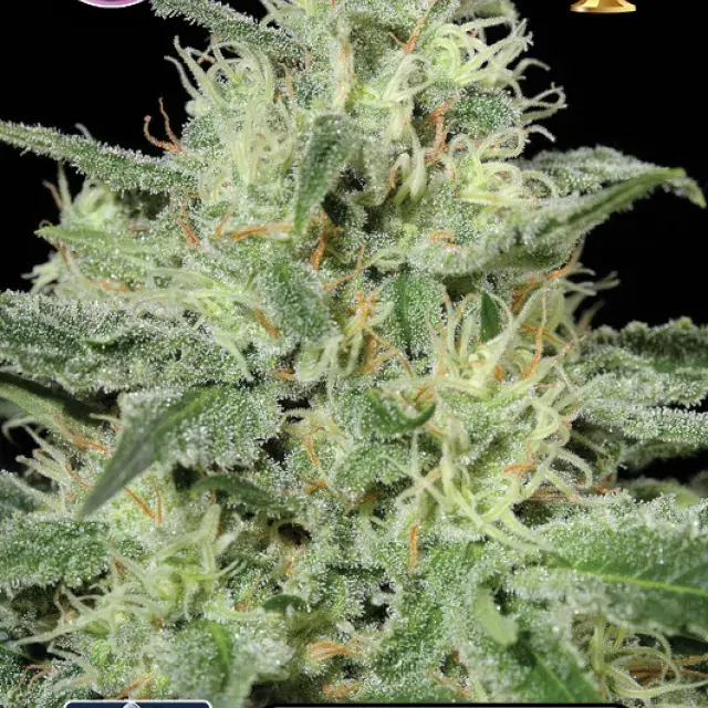 Critical Feminised Cannabis Seeds | Kera Seeds