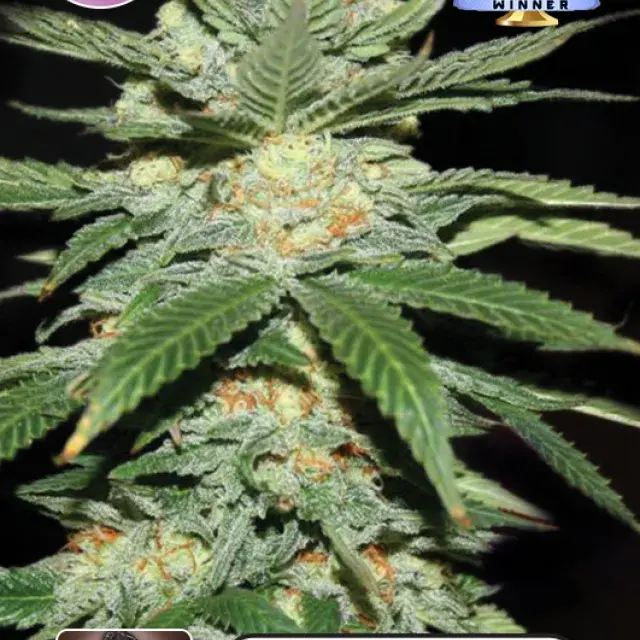 Jack Herer Feminised Cannabis Seeds | Kera Seeds