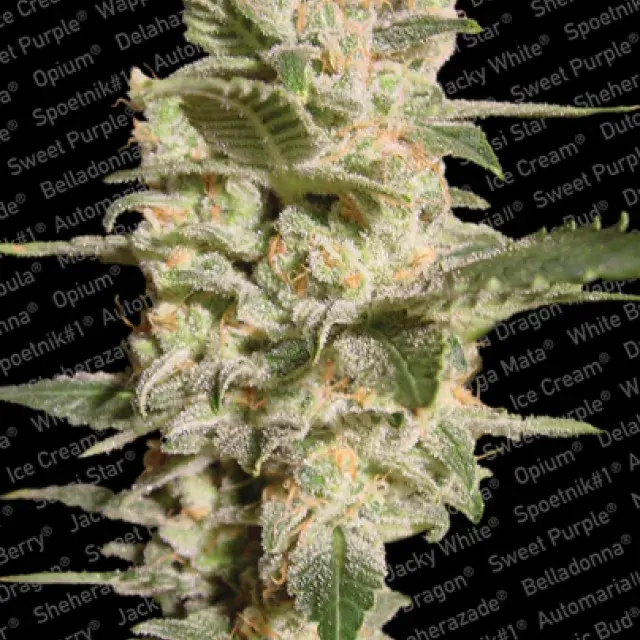 Belladonna Feminised Cannabis Seeds | Paradise Seeds