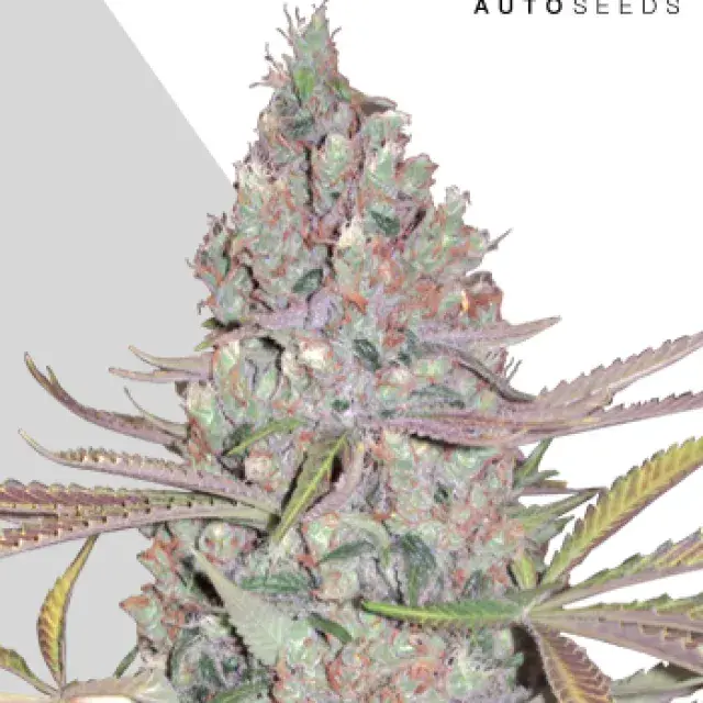 Berry Ryder Autoflowering Feminised Cannabis Seeds | Auto Seeds