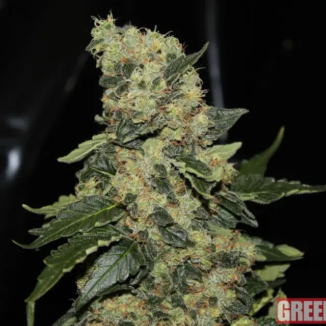 Berry Delight Feminised Cannabis Seeds | GreenLabel Seeds
