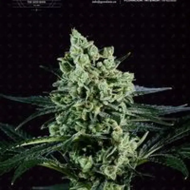 Best Mango Feminised Cannabis Seeds