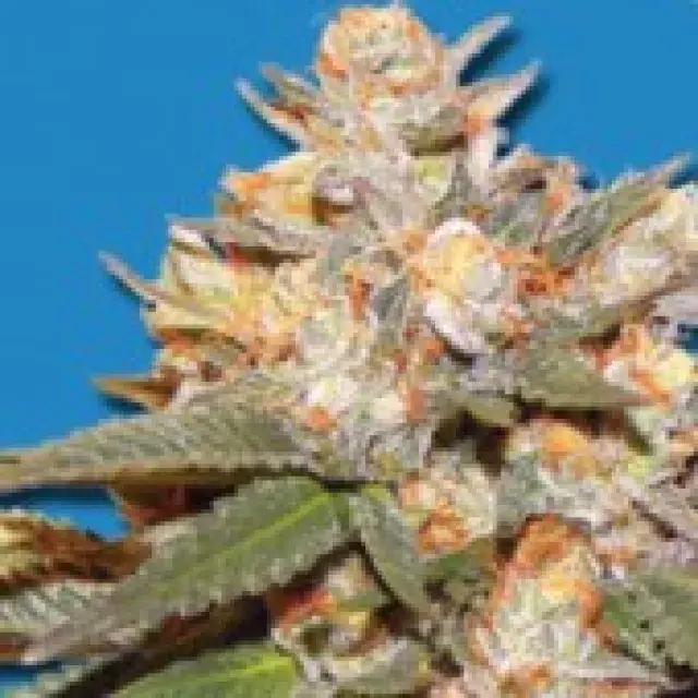 Bomb Seeds Big Bomb Auto Feminised Cannabis Seeds For Sale
