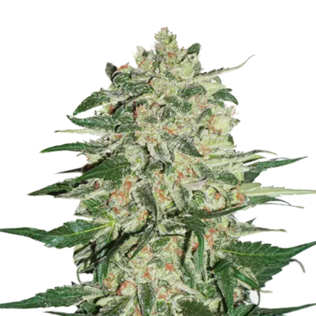 Big Bud Feminised Cannabis Seeds | Seed Stockers