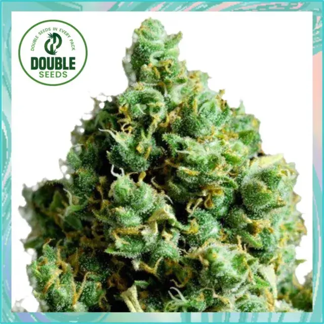 Big Bud Auto - Double Seeds