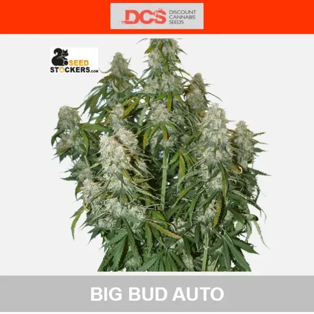 Big Bud Auto Feminised Cannabis Seeds | Seed Stockers