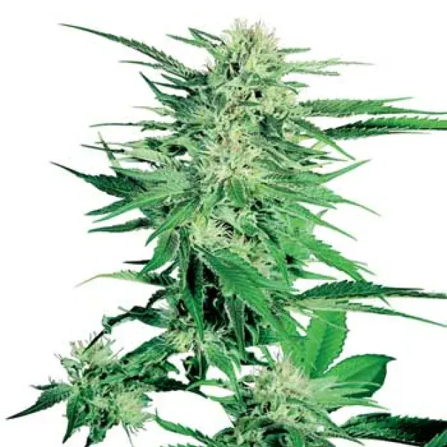 Big Bud Feminised Cannabis Seeds | Sensi Seeds 