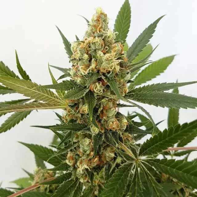 Big Domina Auto Feminised Cannabis Seeds