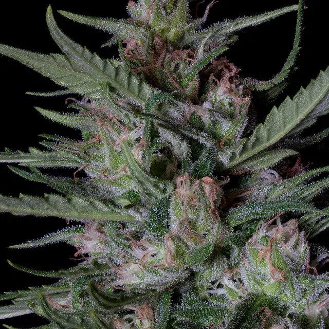 Dogstar Dawg Auto Feminised Cannabis Seeds | Big Head Seeds