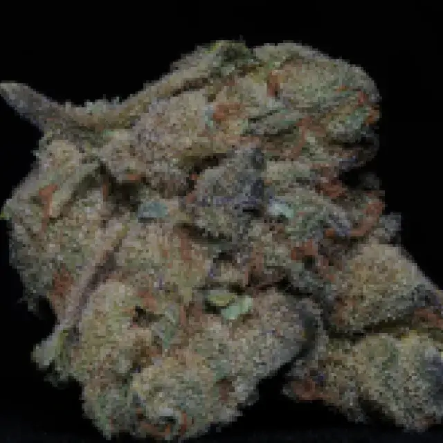 Girl Scout Cookies Feminised Cannabis Seeds | Big Head Seeds