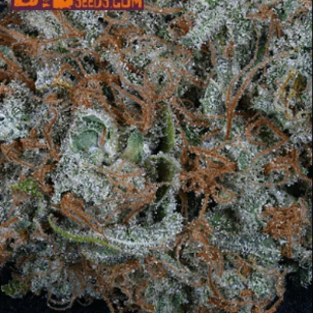 Gnasha Feminised Cannabis Seeds | Big Head Seeds